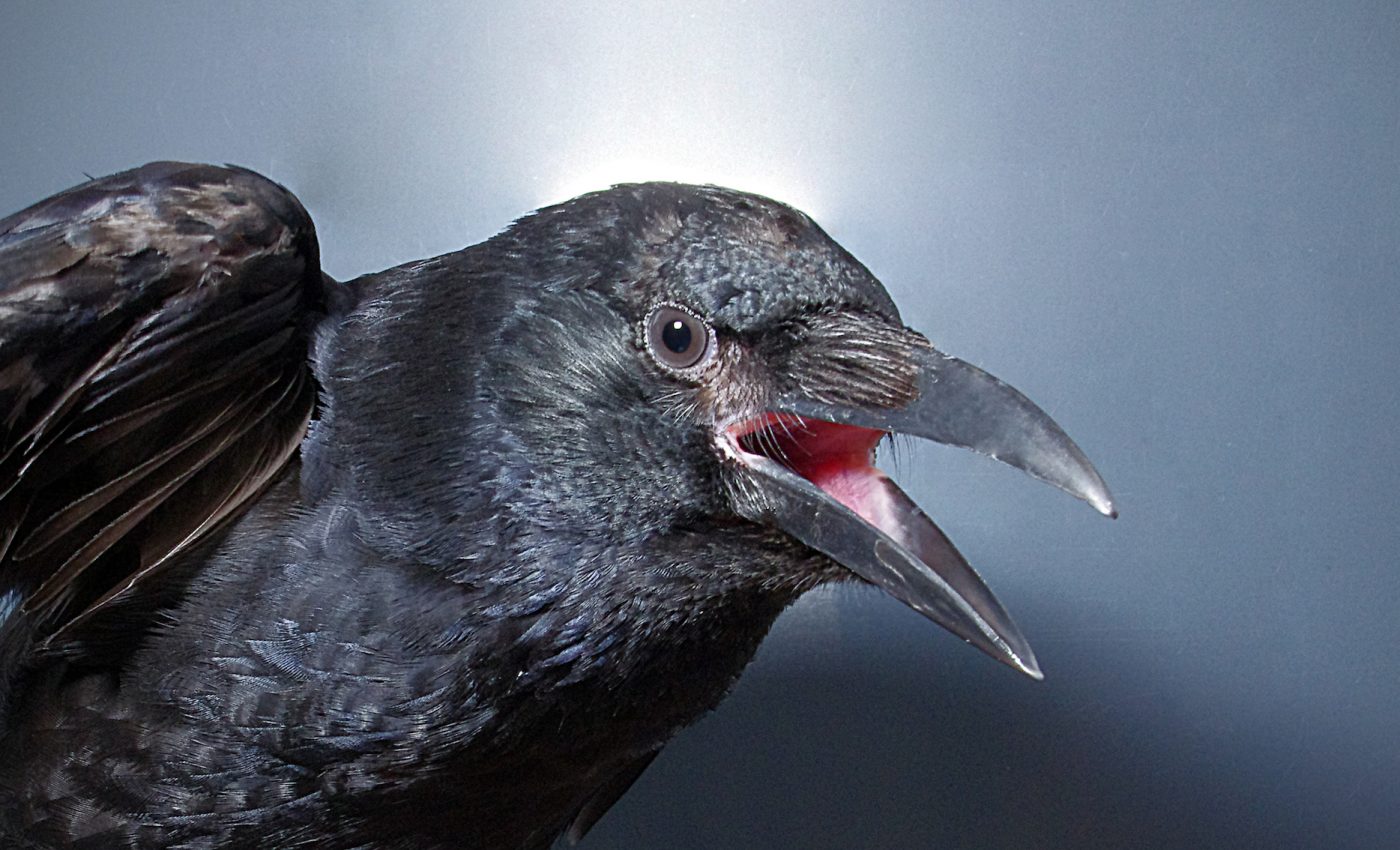 Crows can voluntarily control when they call and what they respond to