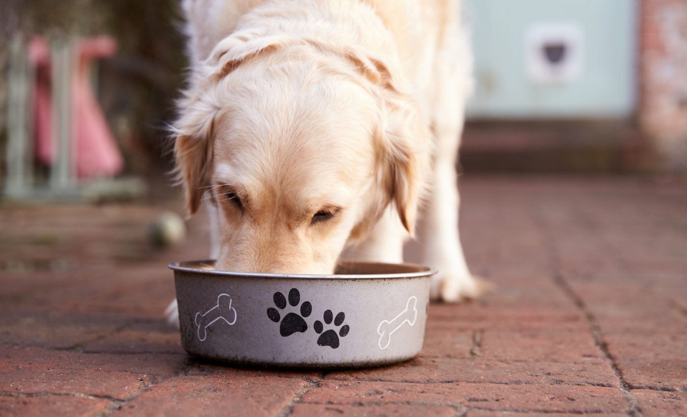 Insect-based pet foods have many health and environmental benefits