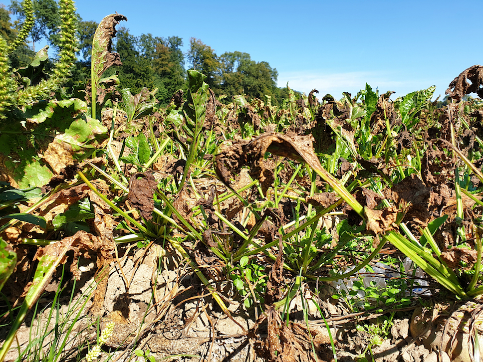 As the global population grows, climate change threatens our food supply
