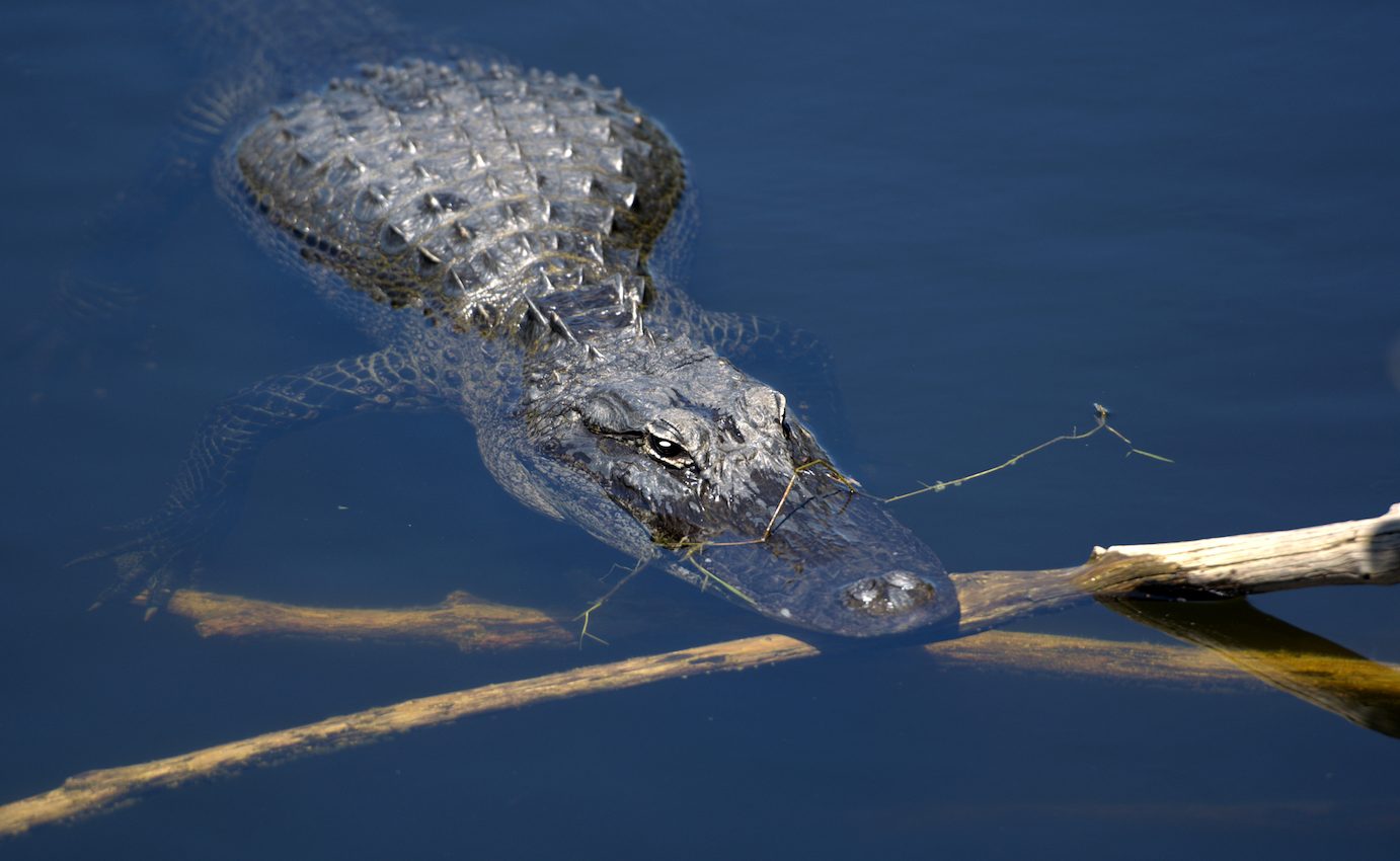 It’s not just primates - other animals also use tools in surprising ways