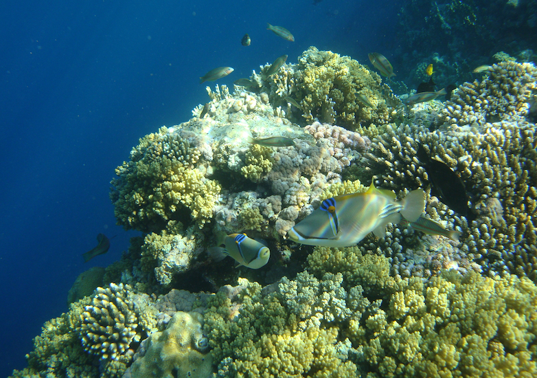 These reef-building corals may be at risk of extinction