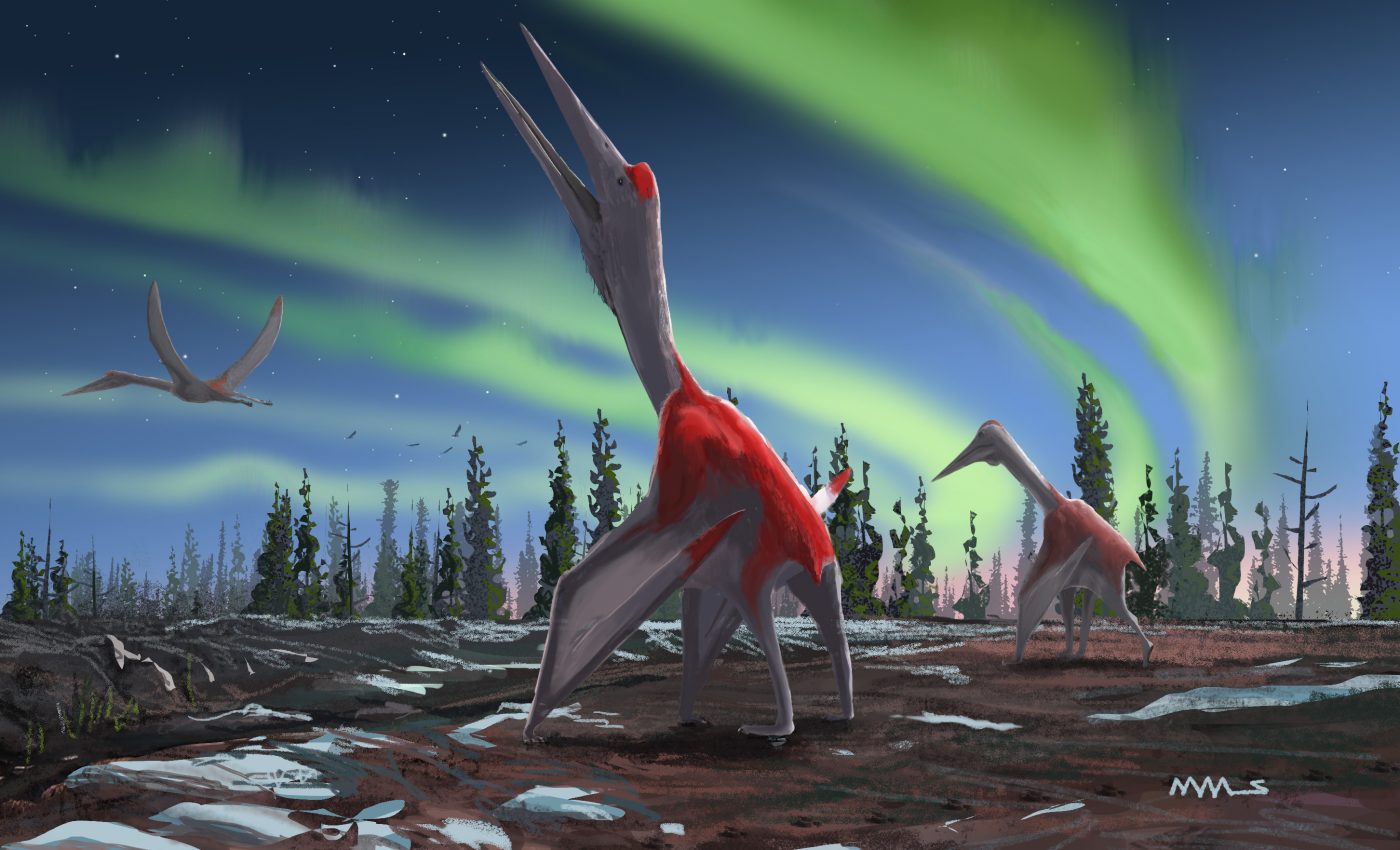 New pterosaur species was one of the largest flying animals ever