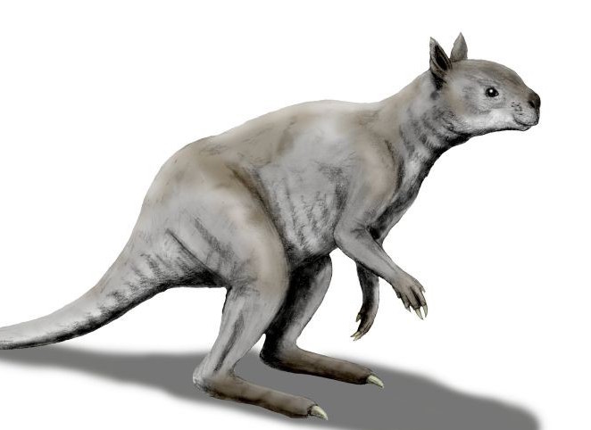Ancient giant kangaroos had jaws and skulls designed to chomp