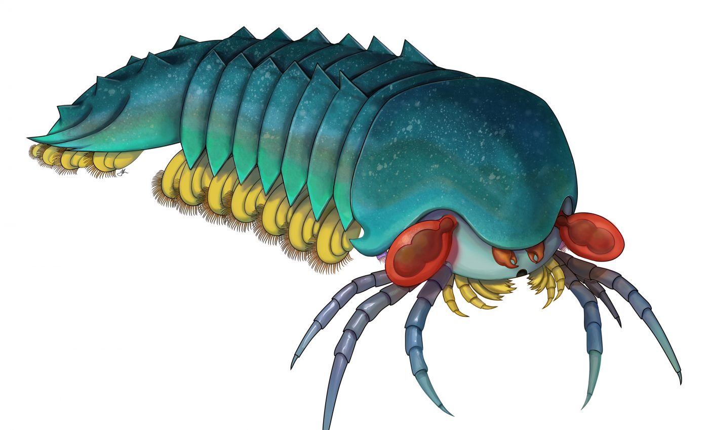 Scorpion and spider ancestor located in 500-million-year-old fossil site