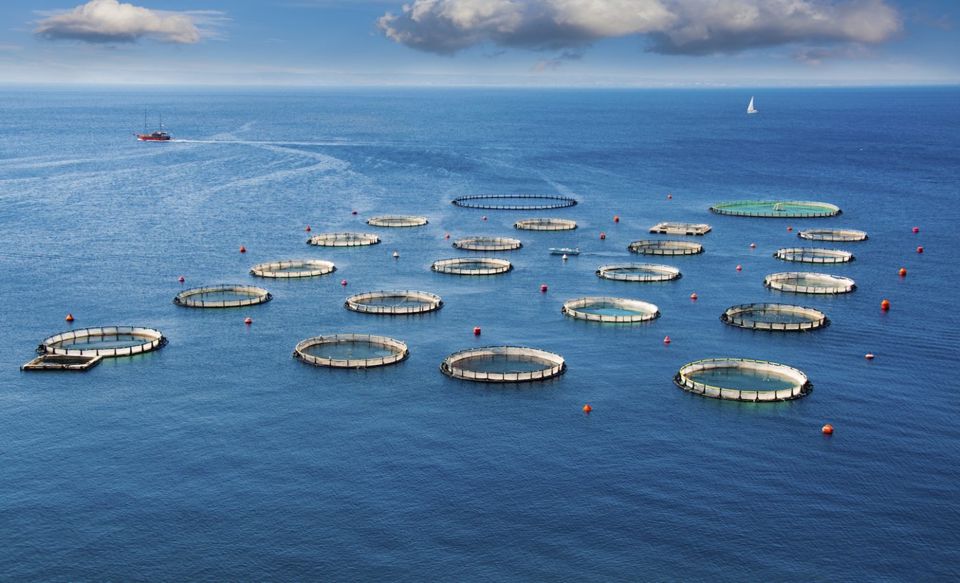 Rising temperatures could lead to a shortage in omega-3 fatty acids