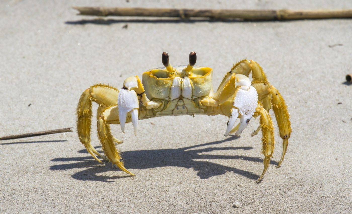 Ghost crabs growl with teeth in their stomachs when agitated