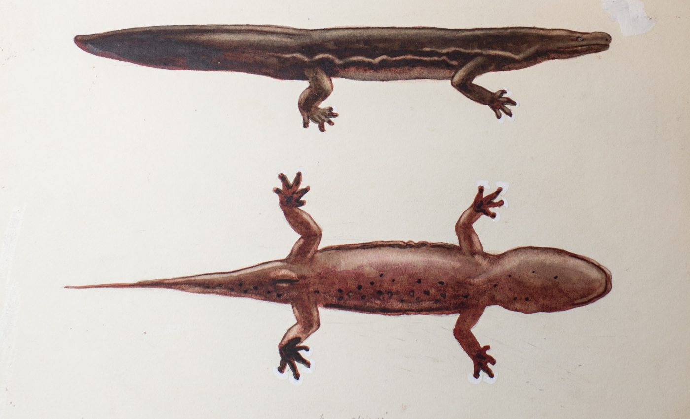 Newly identified giant salamander species could be the world’s largest amphibian