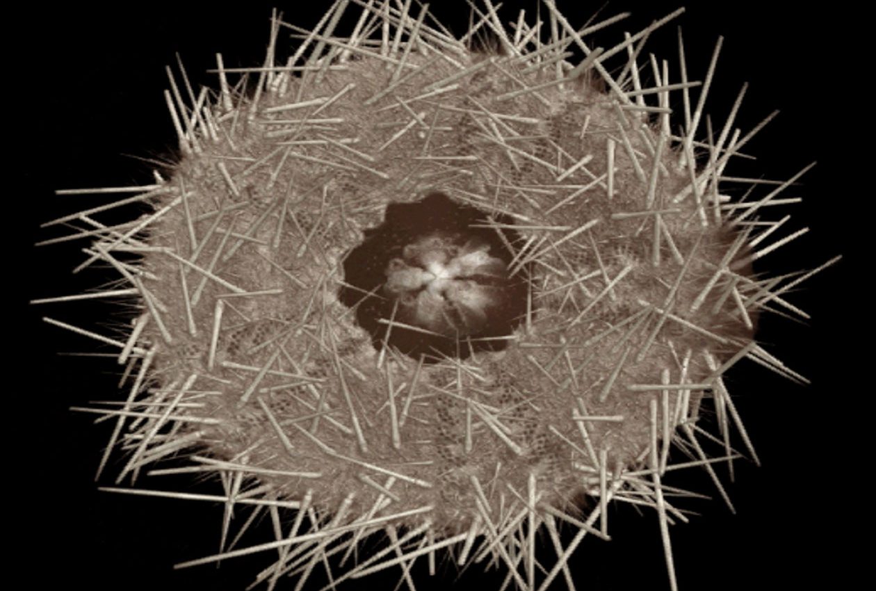 Self-sharpening sea urchin teeth could lead to new material technology