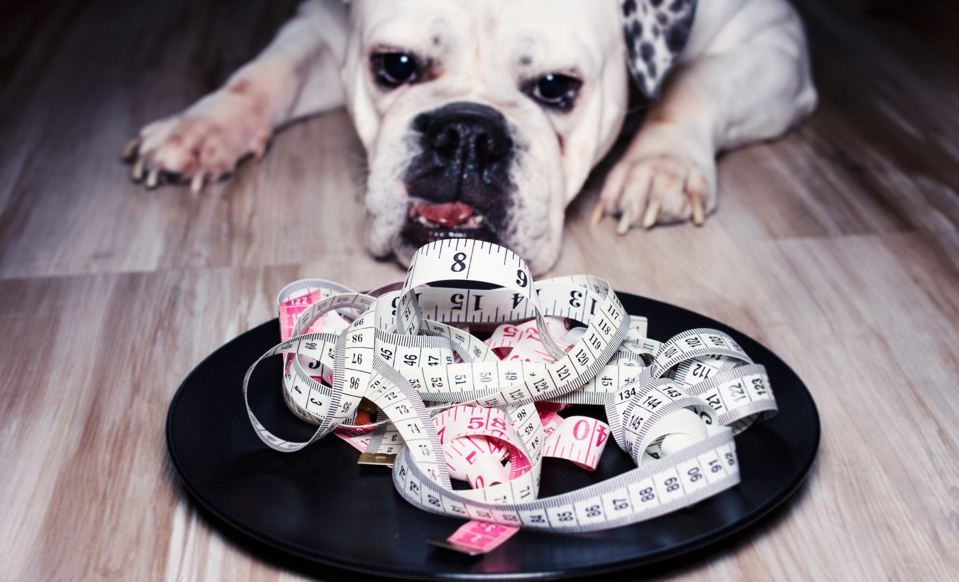 Study finds that overweight people may be more likely to have overweight dogs