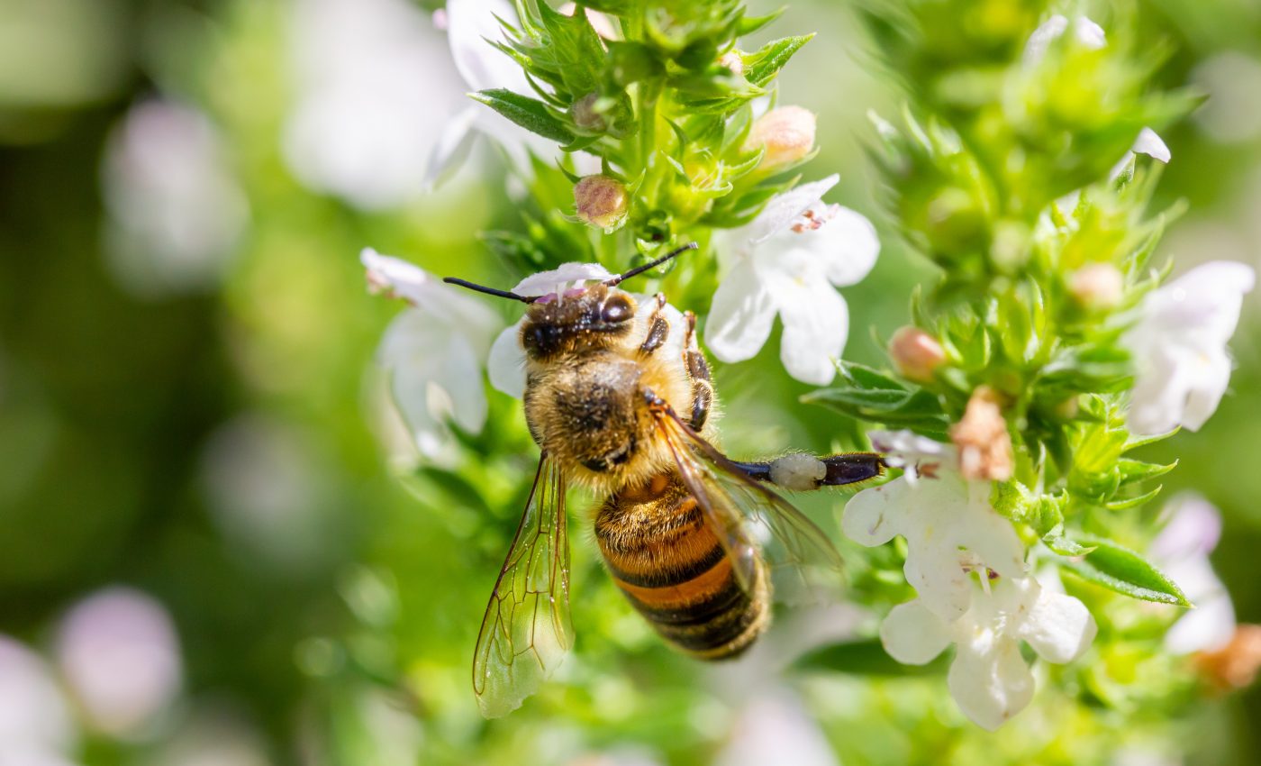 Deadly honey bee disease is accelerating across the UK