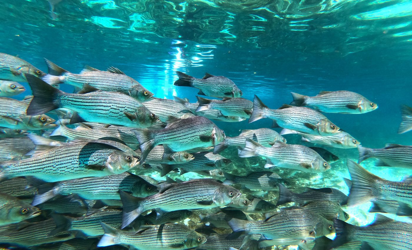 Rockfish leave Chesapeake Bay at a specific length