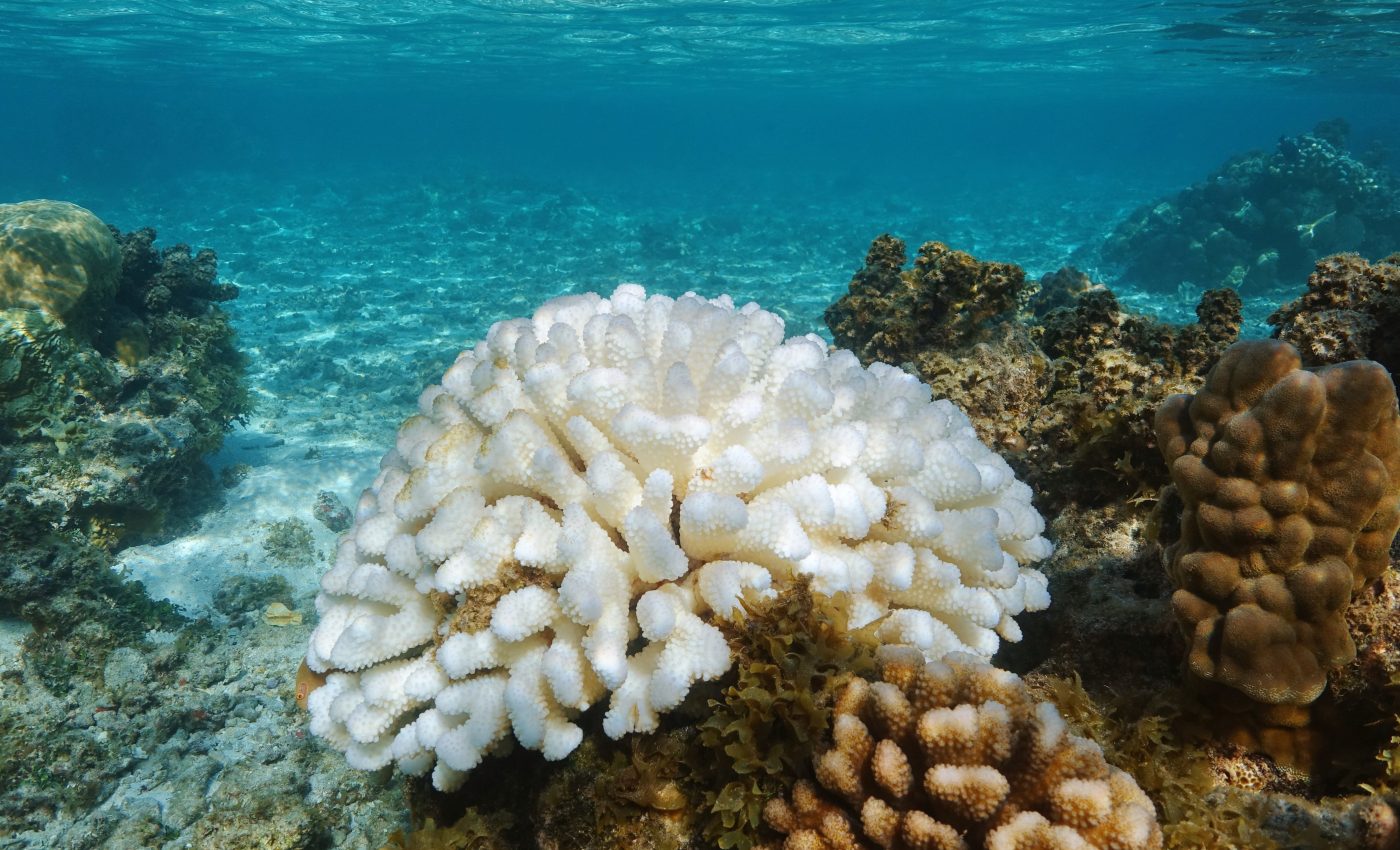 Mulitiple forces caused 2016 coral bleaching event