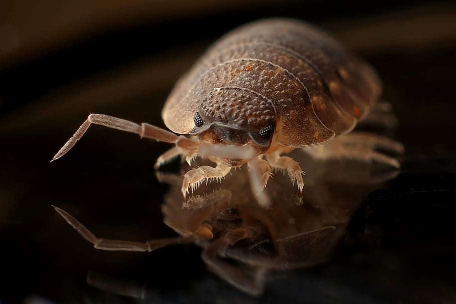 Why Are Bed Bugs Such a Big Problem?