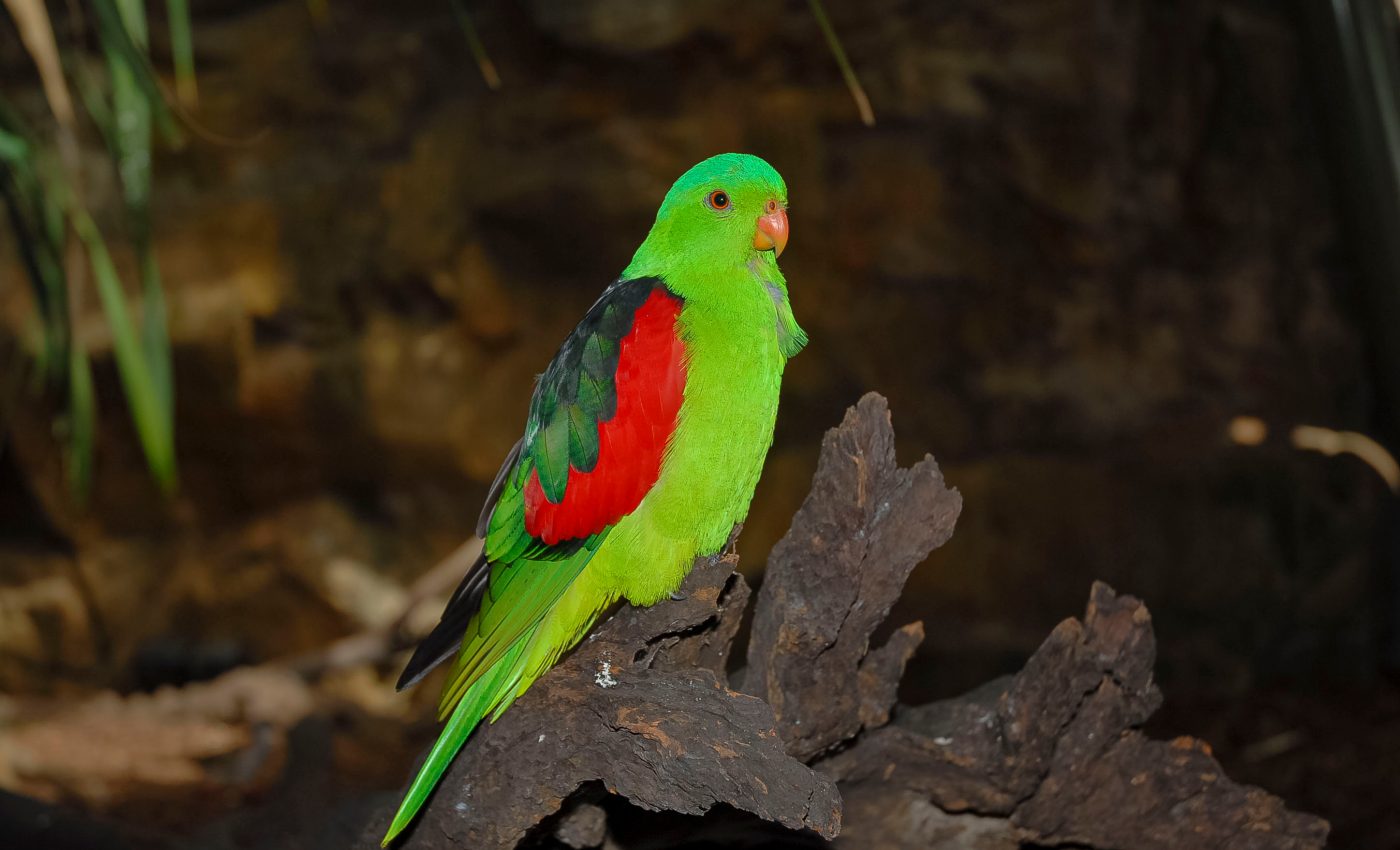 Night parrots cannot actually see well in the dark