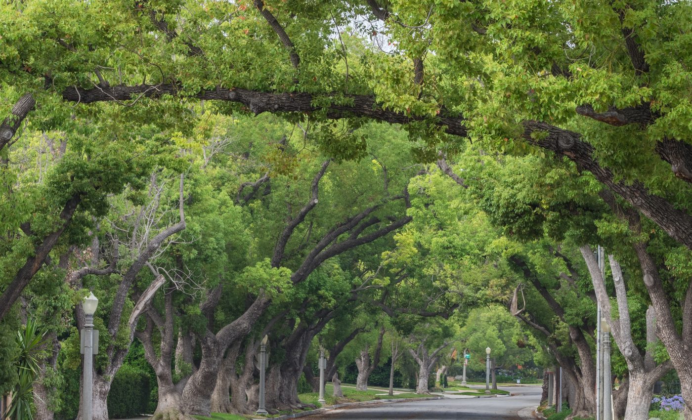 Urban tree canopy can prevent hundreds of premature deaths