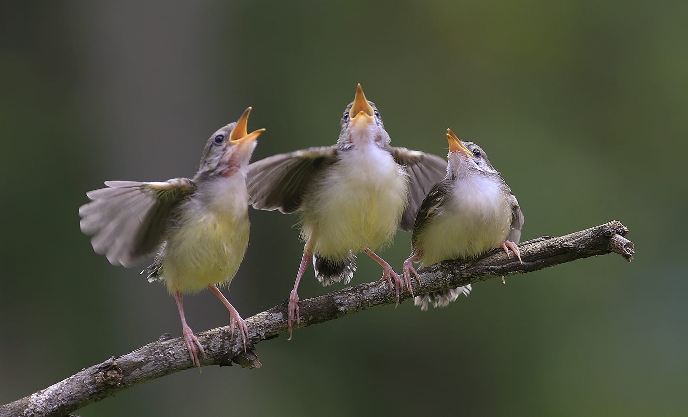 Birds sing different songs after wildfires