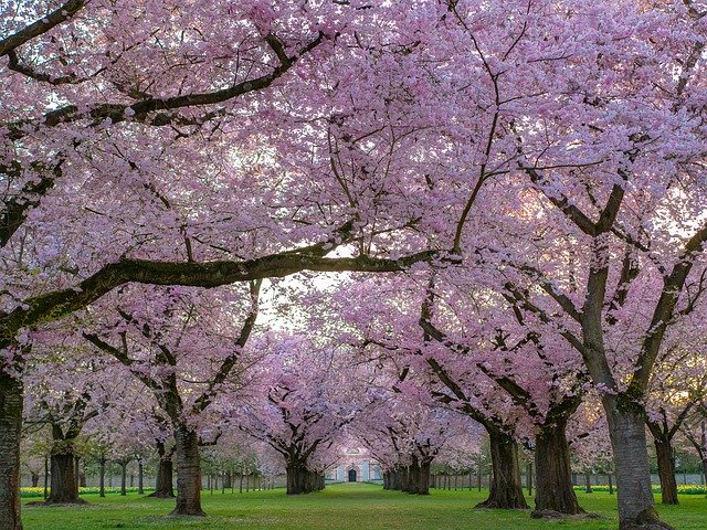 7 Beautiful Flowering Trees and How to Identify Them