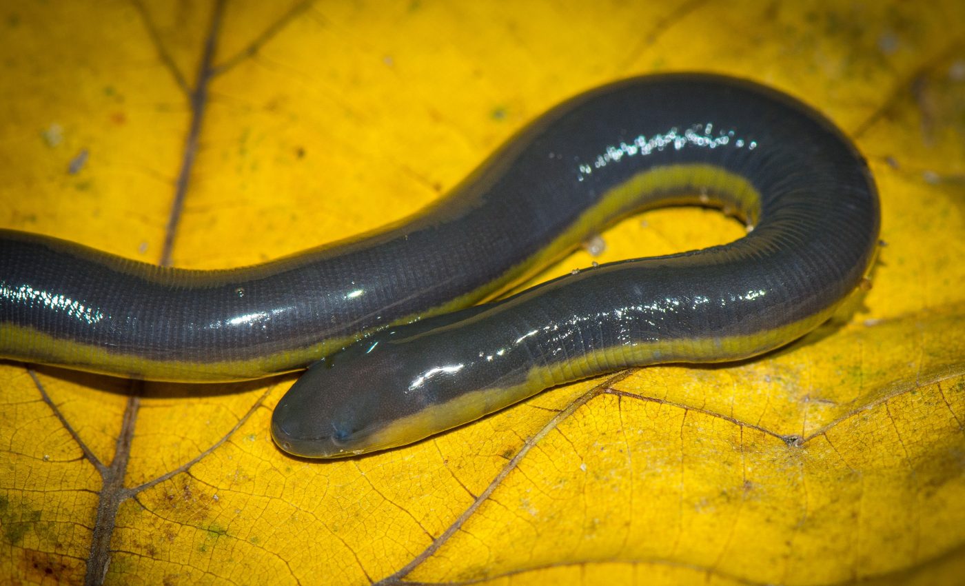 Oral venom glands found in amphibians for the first time