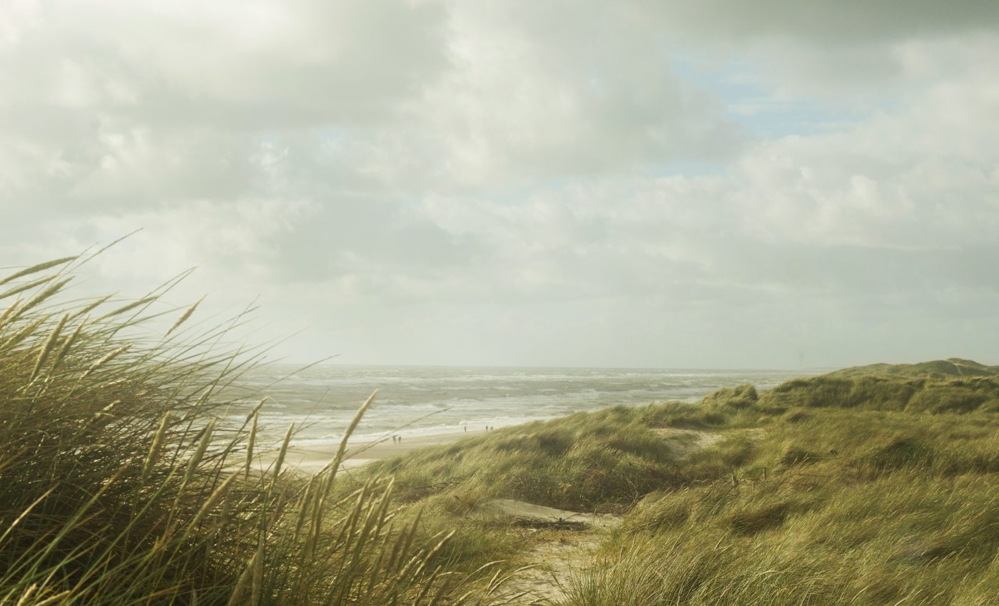 Seagrass degradation is a major source of CO2 emissions