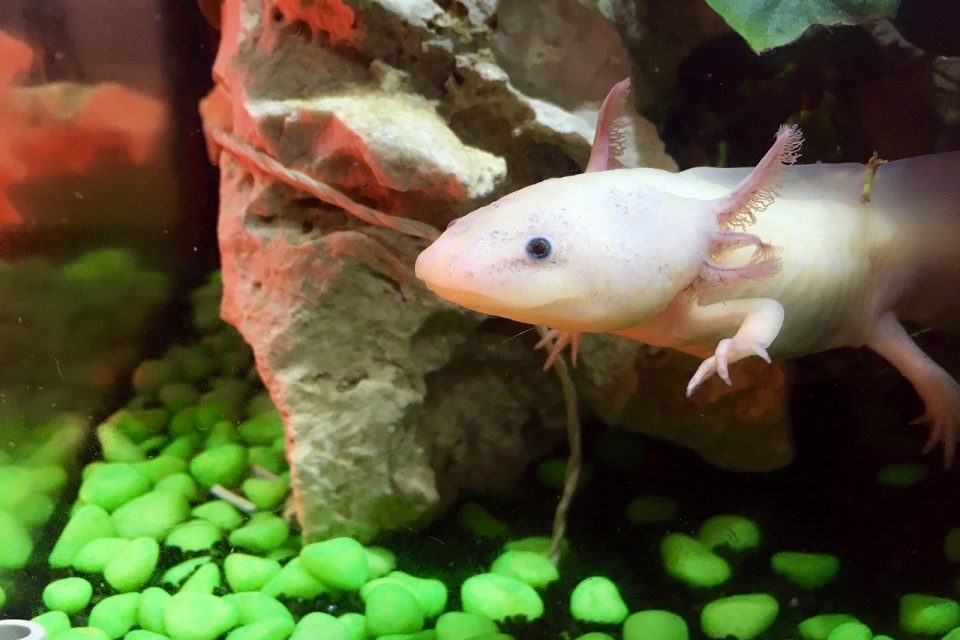 What Is an Axolotl?