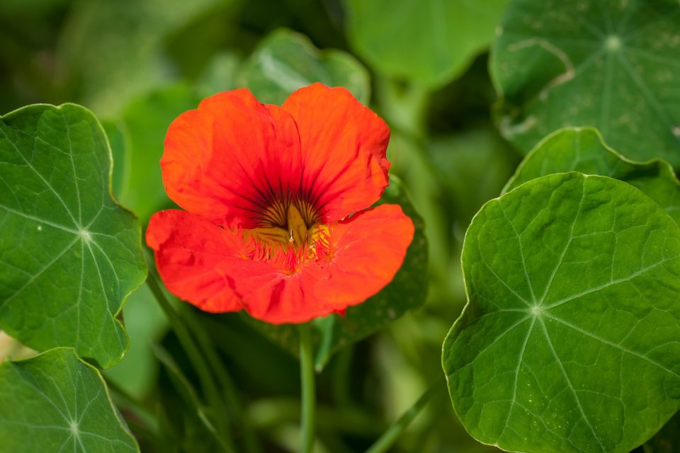 How to Grow and Use Nasturtium for Health