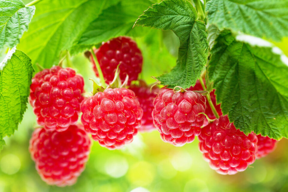 A Slightly Obsessive Guide to Raspberry Identification