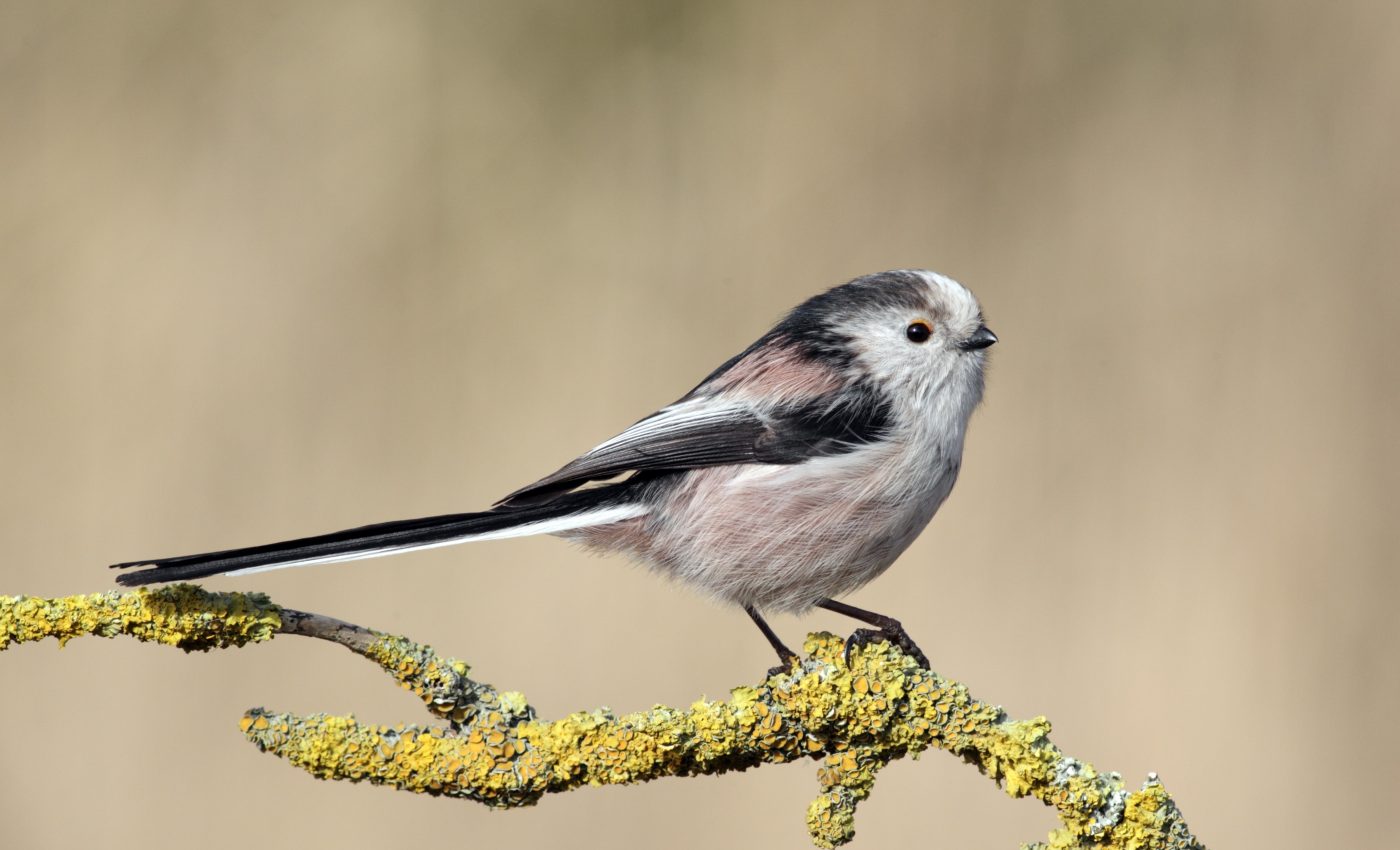 The late Alan Turing helps to solve a birdwatching mystery