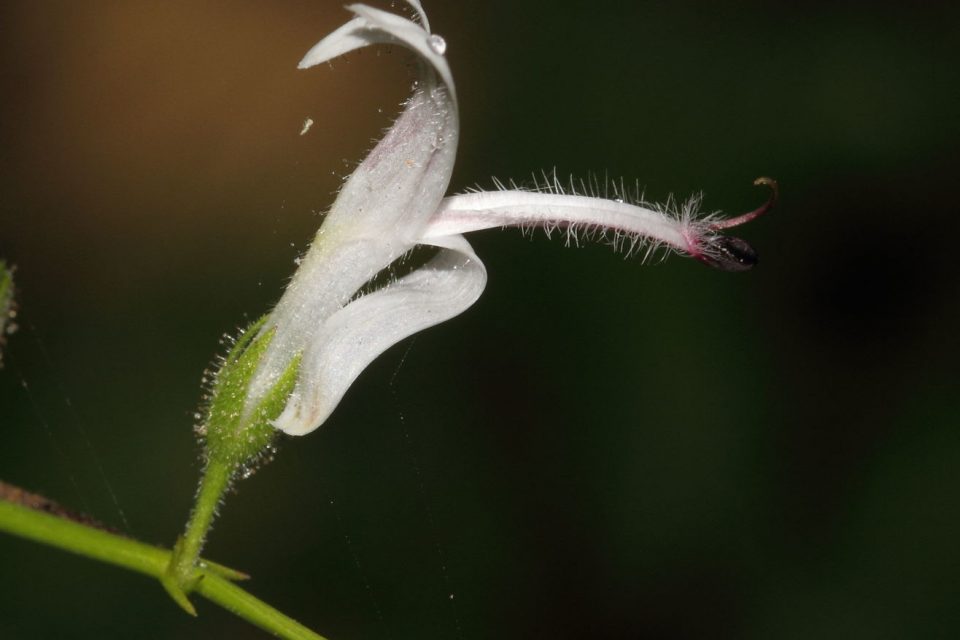 How to Use Andrographis For Health Benefits