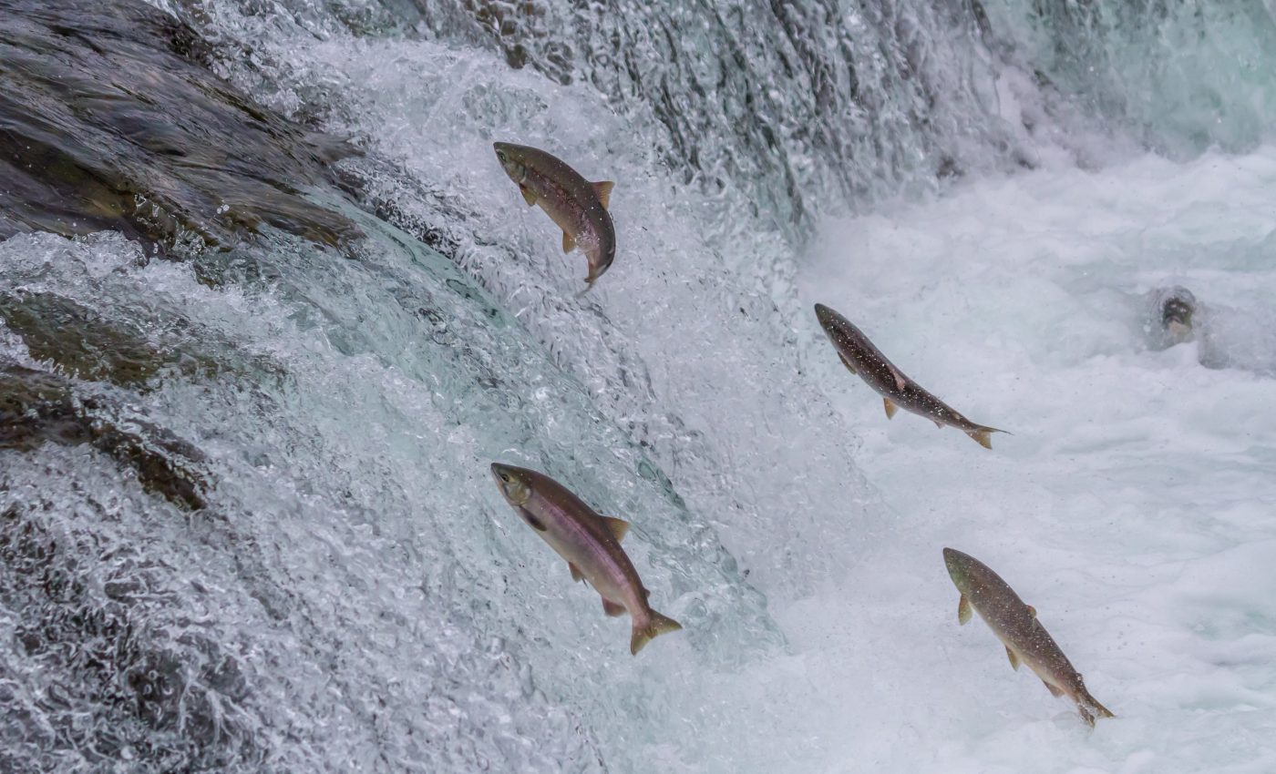 Why are Alaska's wild salmon getting smaller?