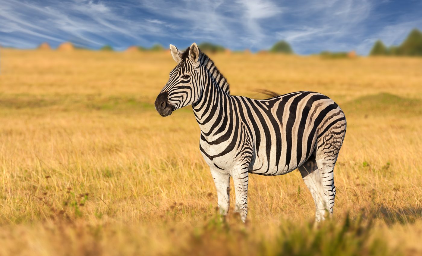 Why the zebra got its stripes: to dazzle horseflies