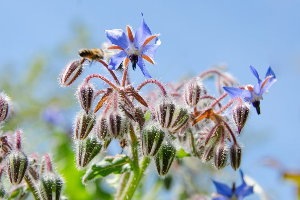 Borage Flower (Starflower) Gardening Tips and Uses