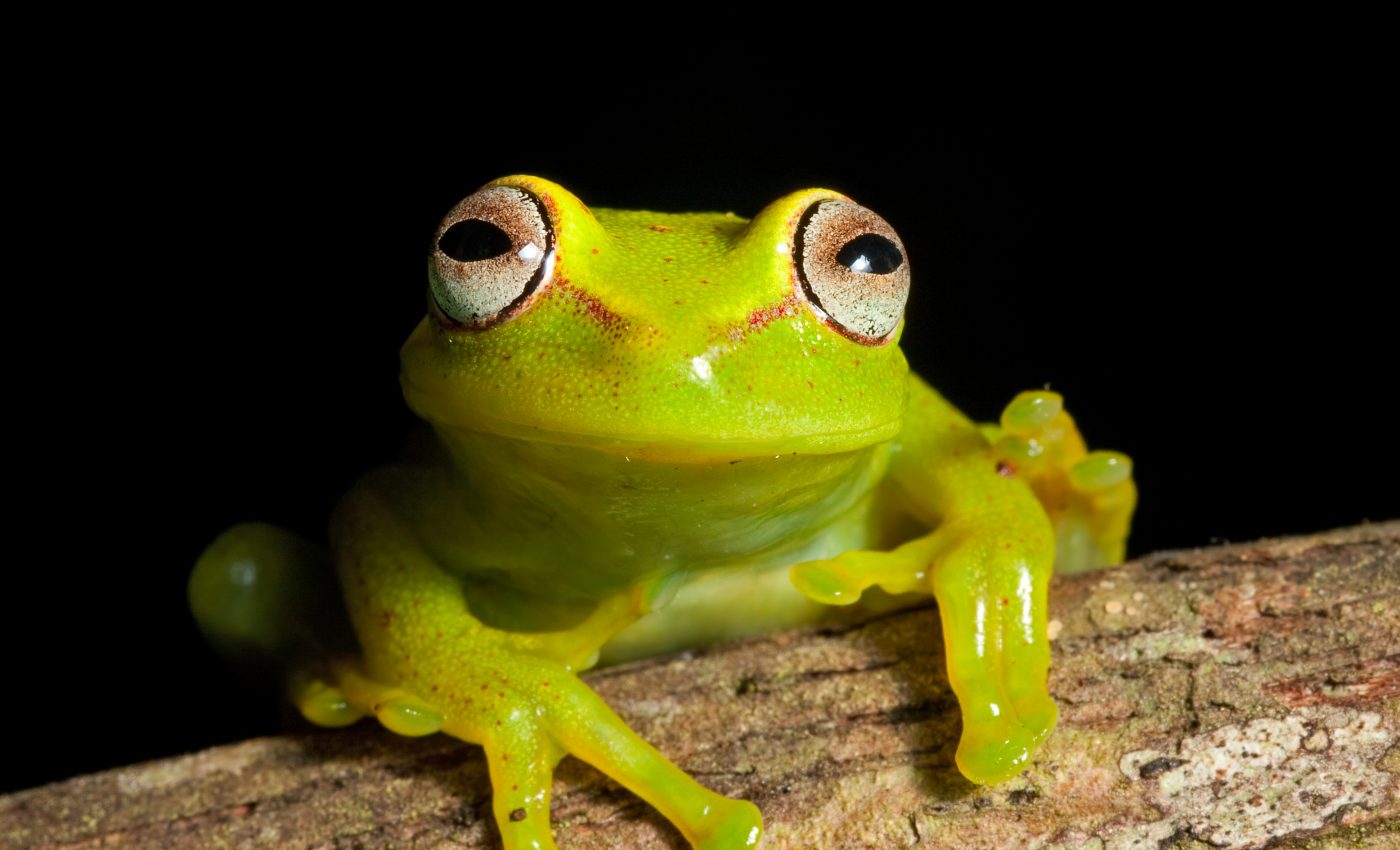 Frogs thought to be extinct have been detected using environmental DNA