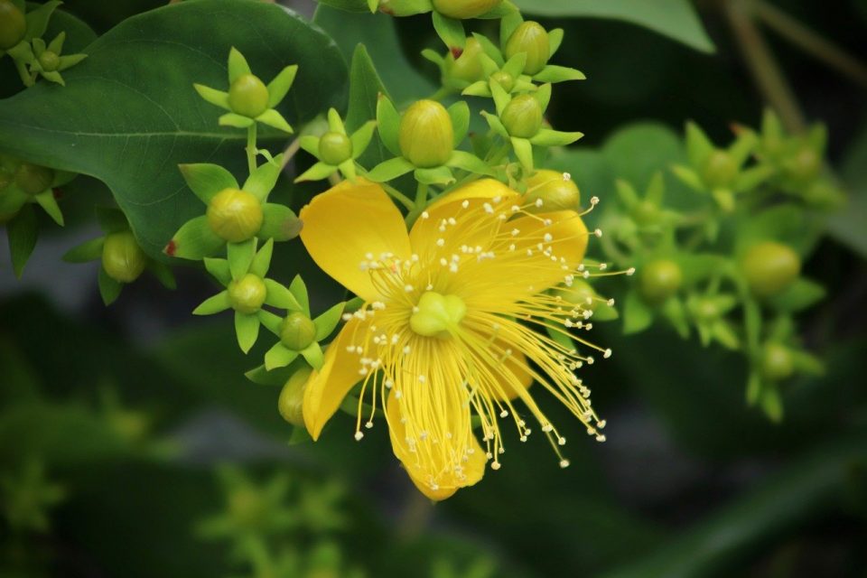 St. John's Wort Uses And Gardening Tips