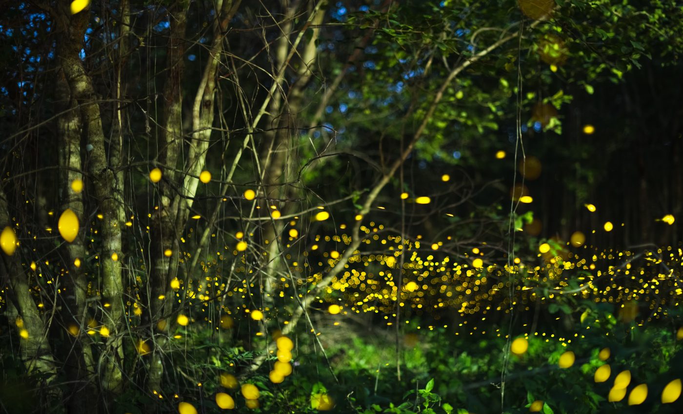 Fireflies use social cues to synchronize their lights