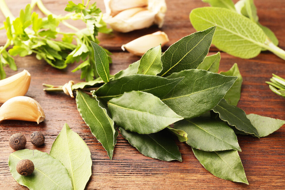Top Bay Leaf Benefits