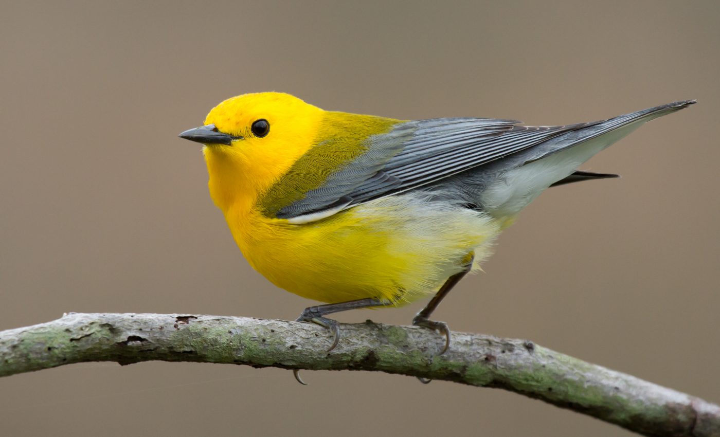 Scientists explore why and where birds molt their feathers