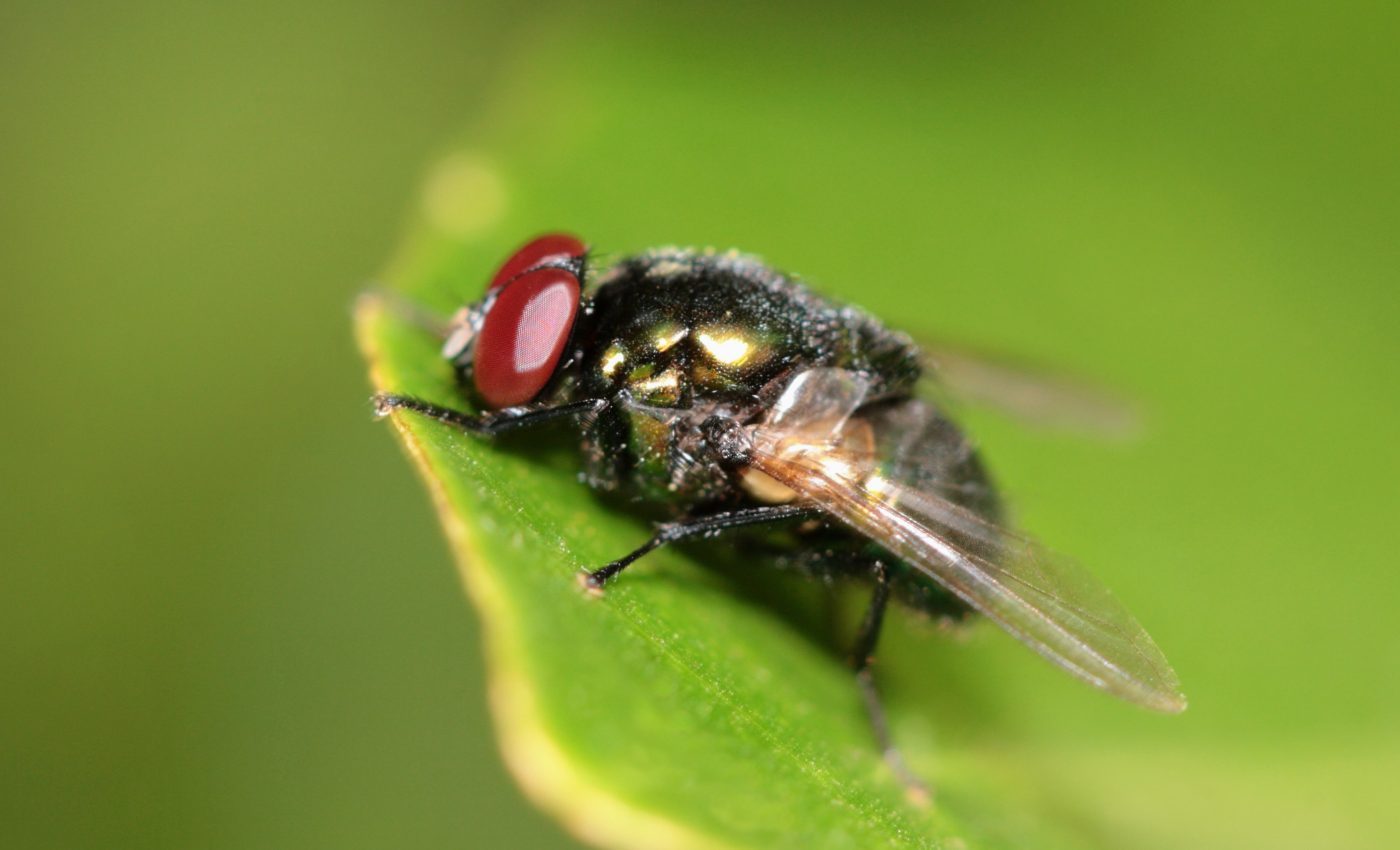 Many birds and bats depend on insects that are disappearing