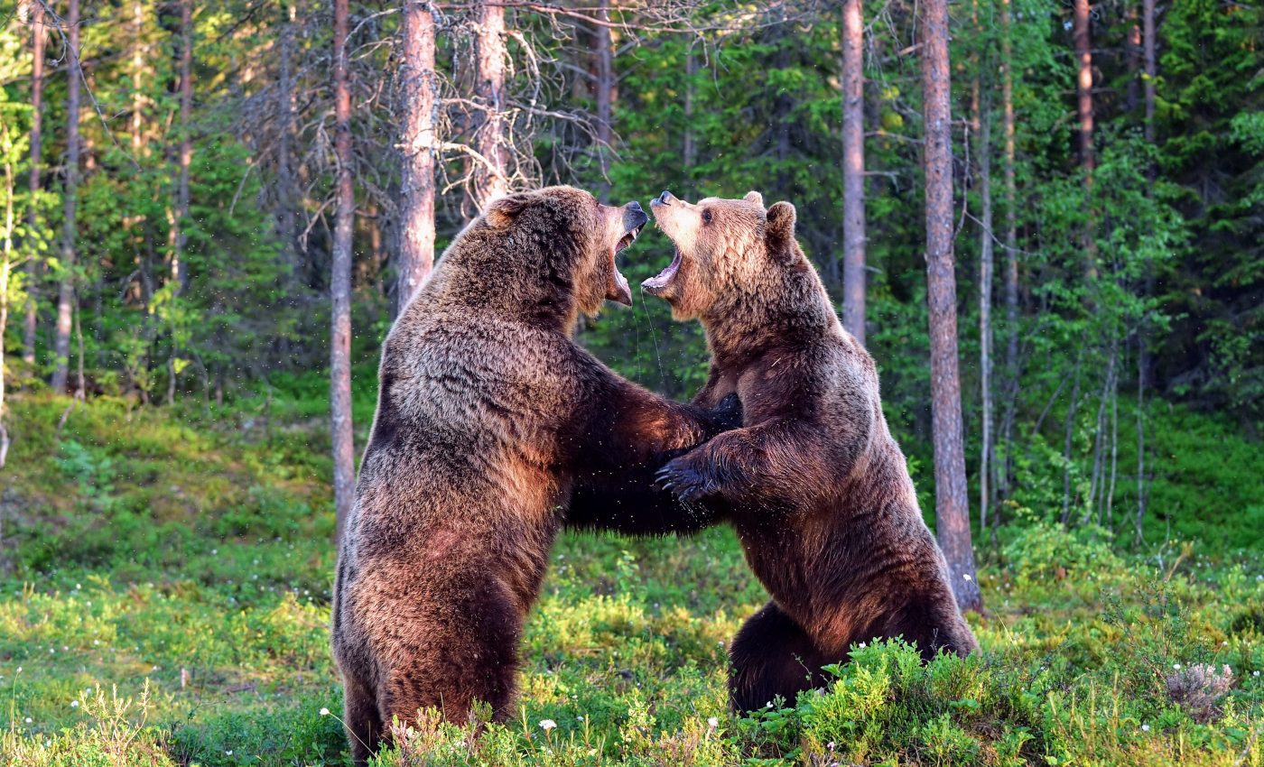 Animals consider a range of factors before fighting