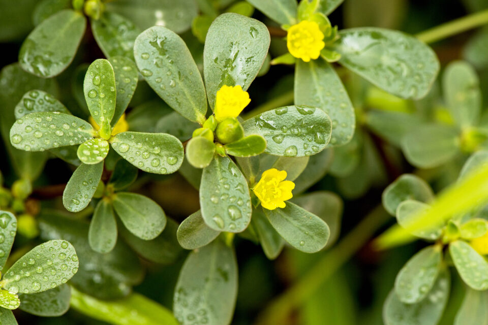10 Surprising Purslane Benefits