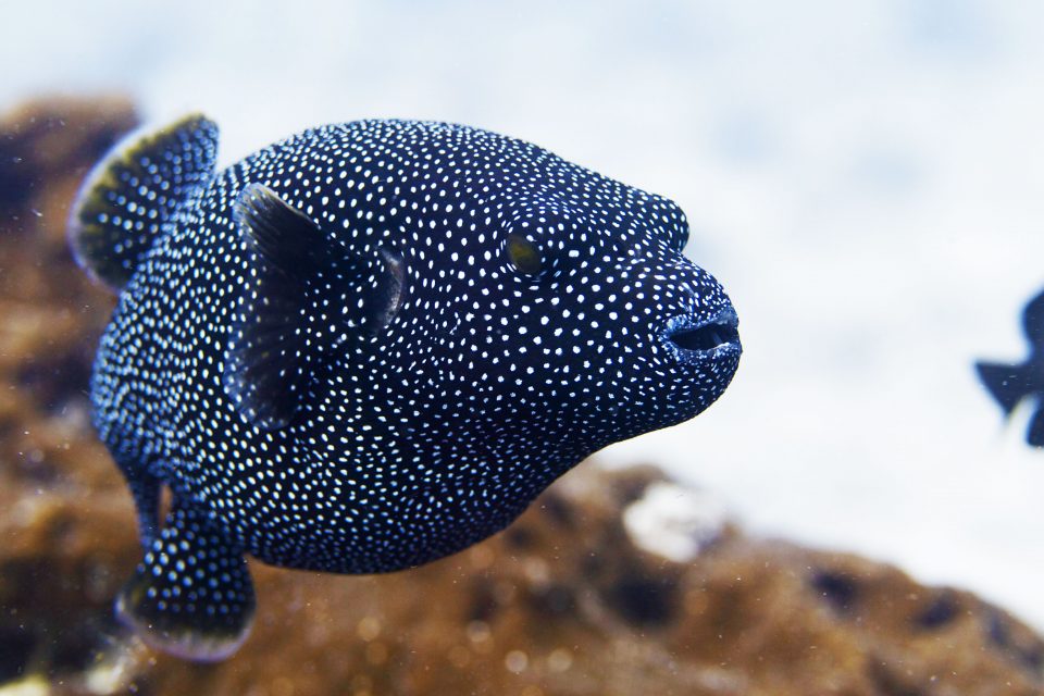 Where Do Pufferfish Live?