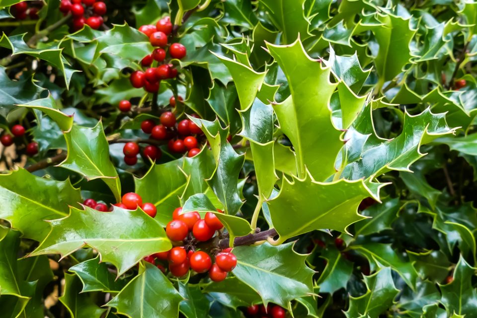 Holly Leaf History