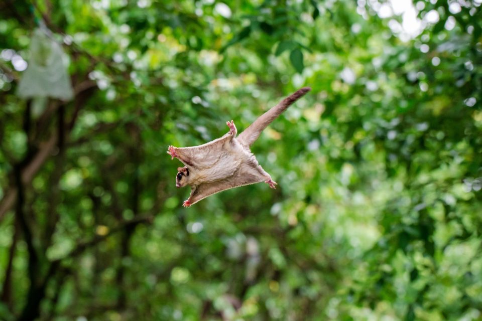Do Flying Squirrels Exist? Not Exactly.