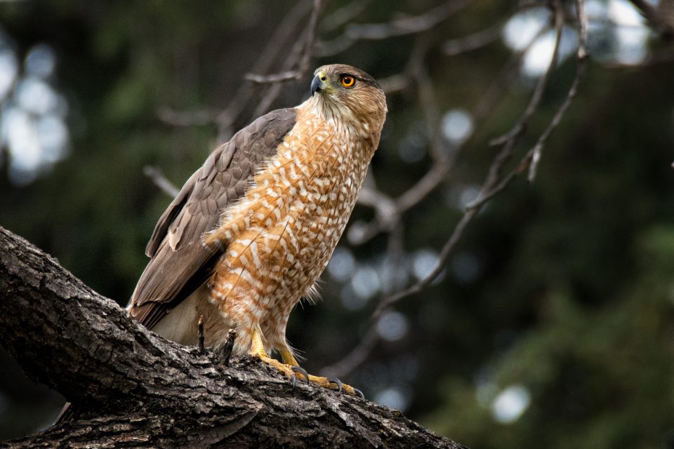 Cooper's Hawk Bird: The Mysterious Hunter