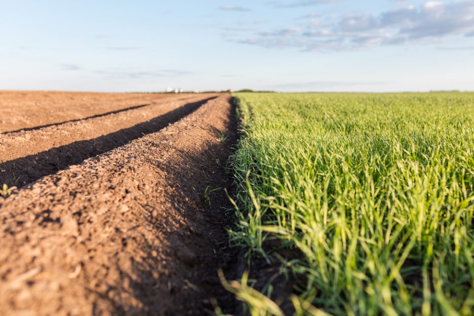 Understanding The Importance Of Arable Land