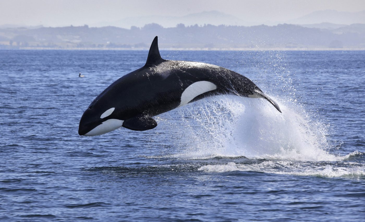 Killer whales face a number of threats, and most are human-related