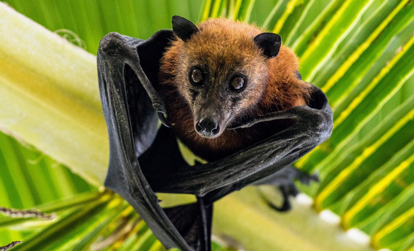 Nearly all native Japanese bats are endangered