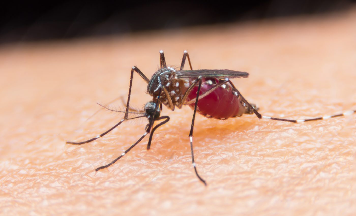 New device identifies mosquitoes using only sound