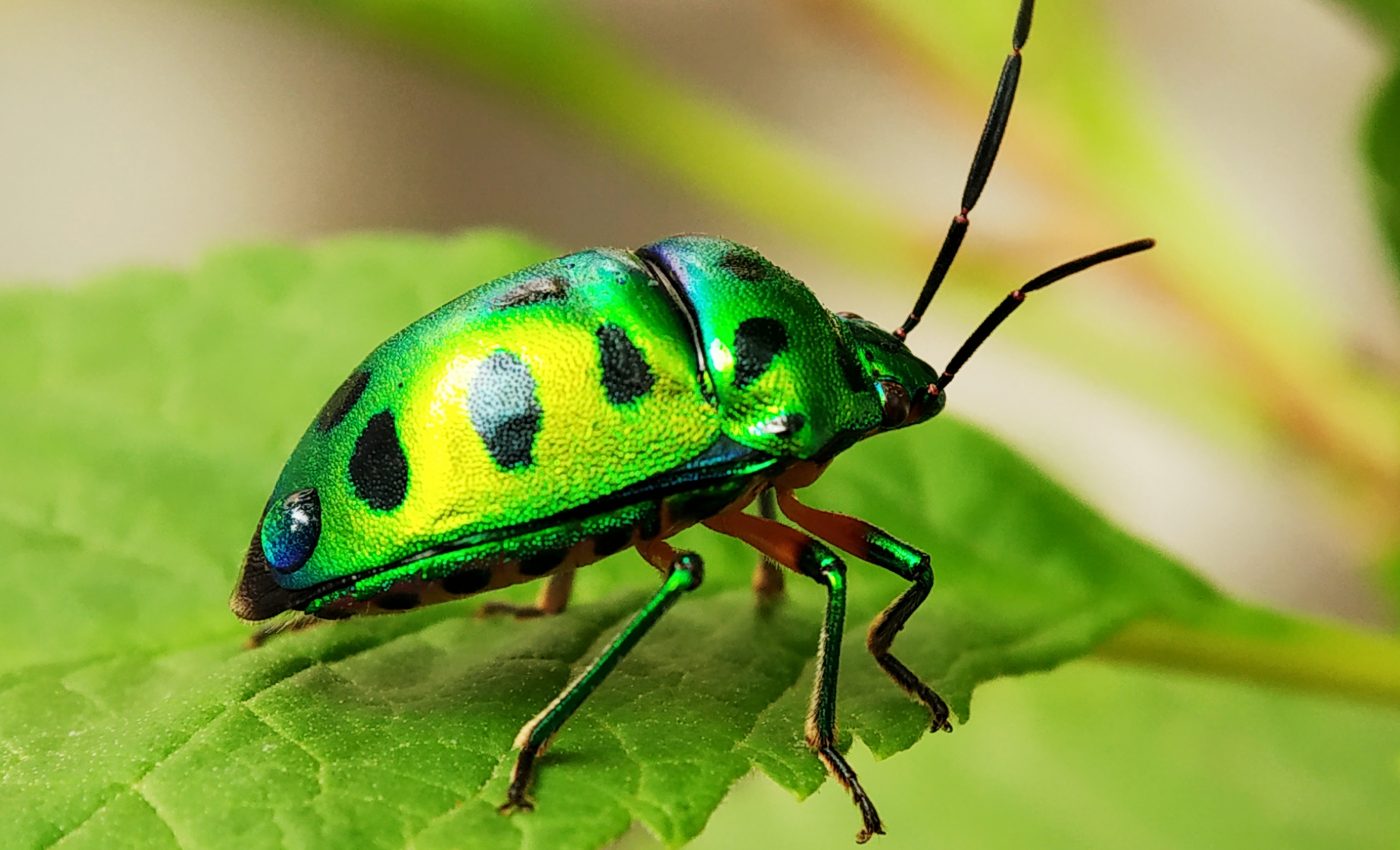 Darwin knew why insects would give up their ability to fly