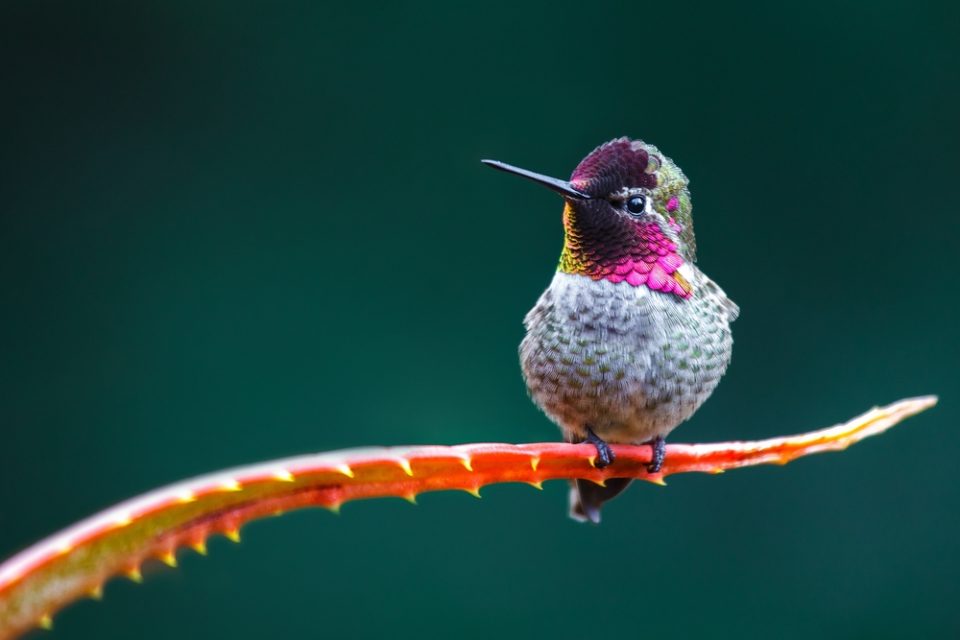 Do Hummingbirds Migrate? Yes, Individually
