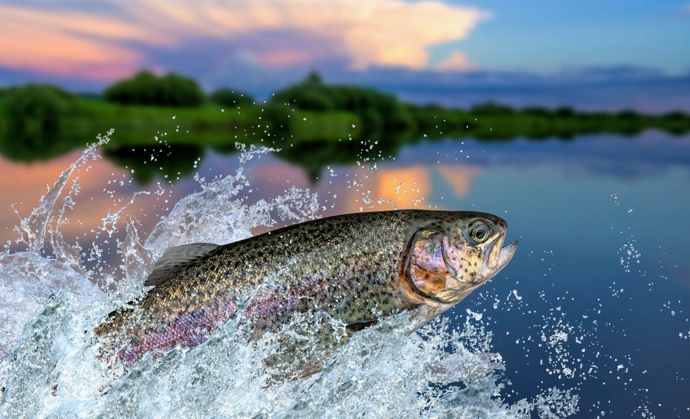 Gill development and water temperatures limit fish growth